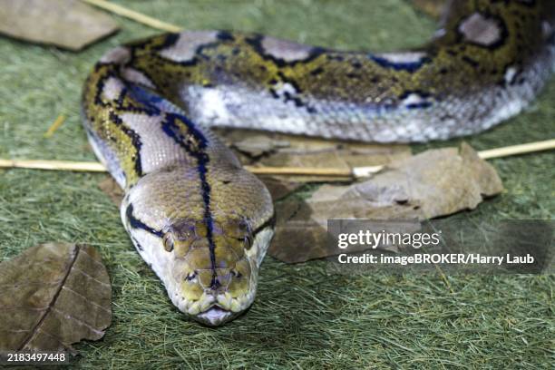 reticulated python (malayopython reticulatus), captive, germany, europe - netzpython stock-fotos und bilder