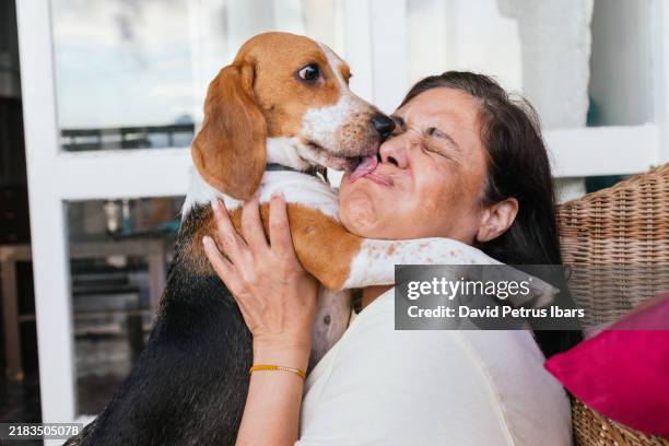 mature middle eastern woman pet owner hugging her beagle dog sticking out tongue to kiss her. - lamber imagens e fotografias de stock