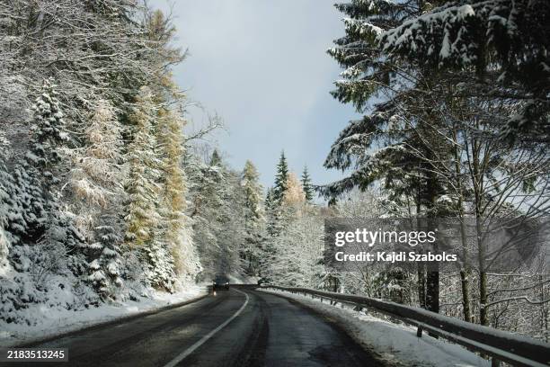 snowy road through winter forest - pine trees deep snow stock pictures, royalty-free photos & images