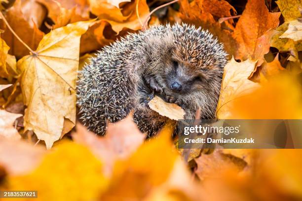 european hedgehog (erinaceus europaeus) - hibernation stock pictures, royalty-free photos & images