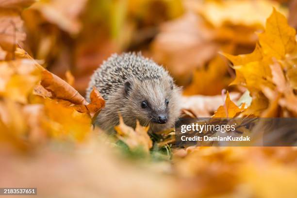 european hedgehog (erinaceus europaeus) - hibernation stock pictures, royalty-free photos & images