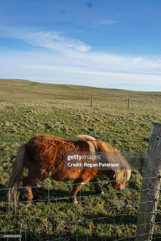 Pony grazing in a field