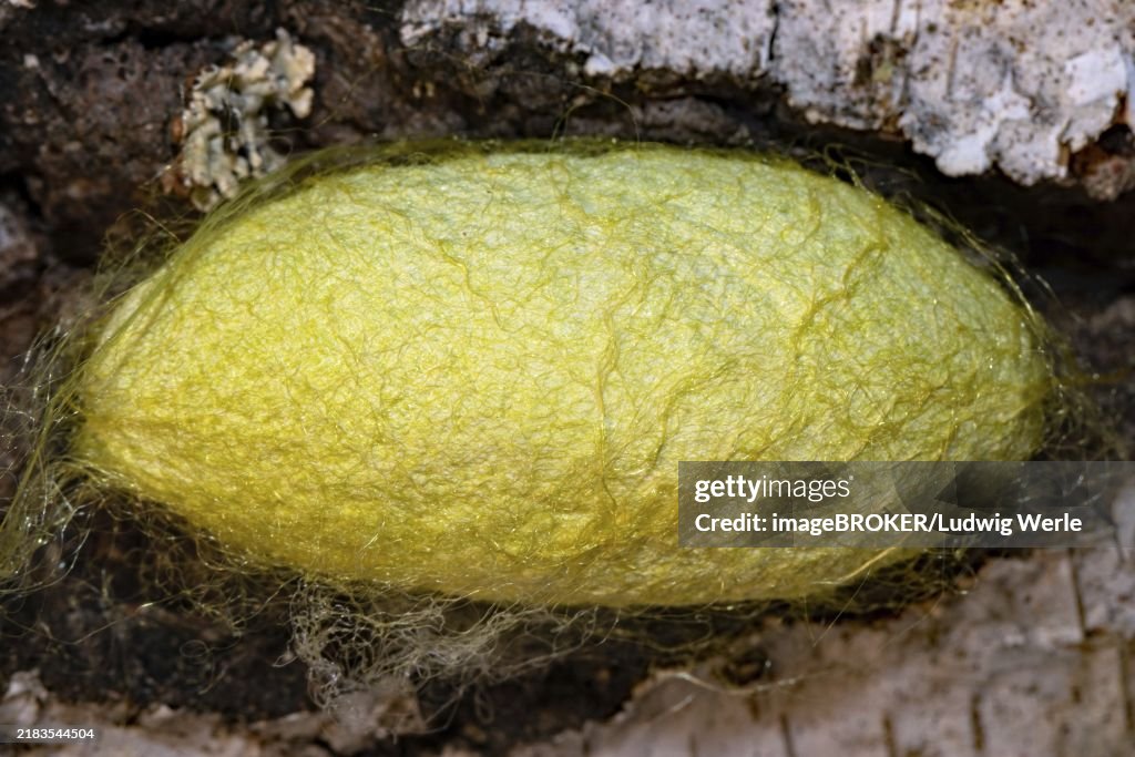 Japanese oak silk moth yellow cocoon
