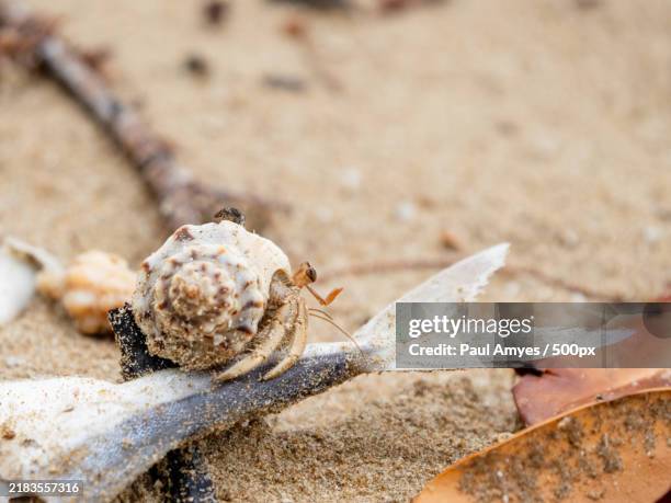 close-up of insect on sand - hermit crab stock pictures, royalty-free photos & images