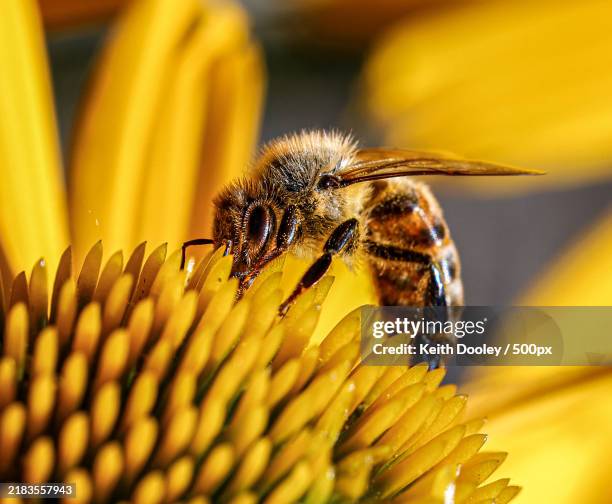 close-up of bee on yellow flower,idaho,united states,usa - pollinator stock pictures, royalty-free photos & images