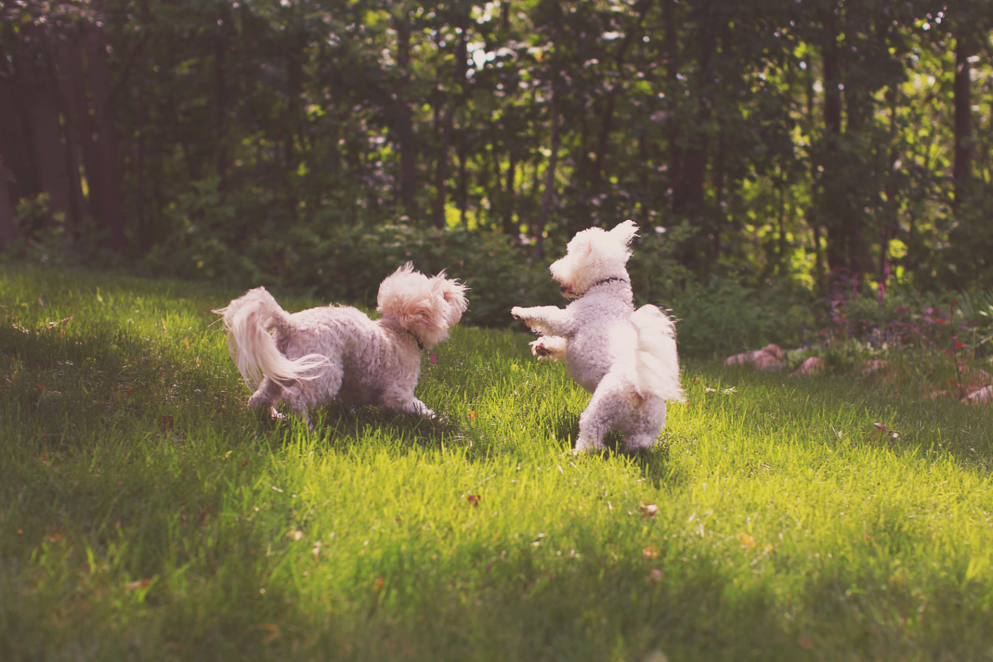 dogs playing together