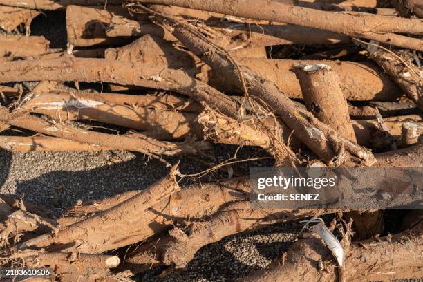 Alive Tree Root 63 Uprooting Olive Tree Stock Photos, High-Res Pictures, and Images ...