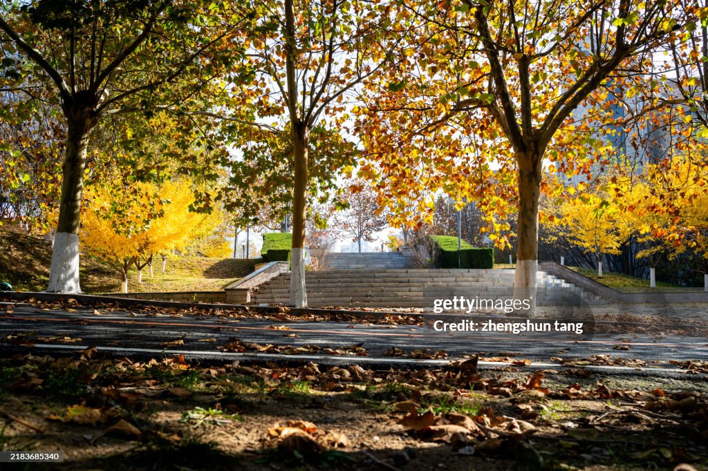 In autumn, the forest in the park has golden leaves. Stone steps, road with fallen leaves.