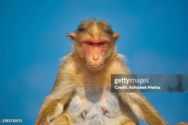 angry monkey - angry monkey stock pictures, royalty-free photos & images