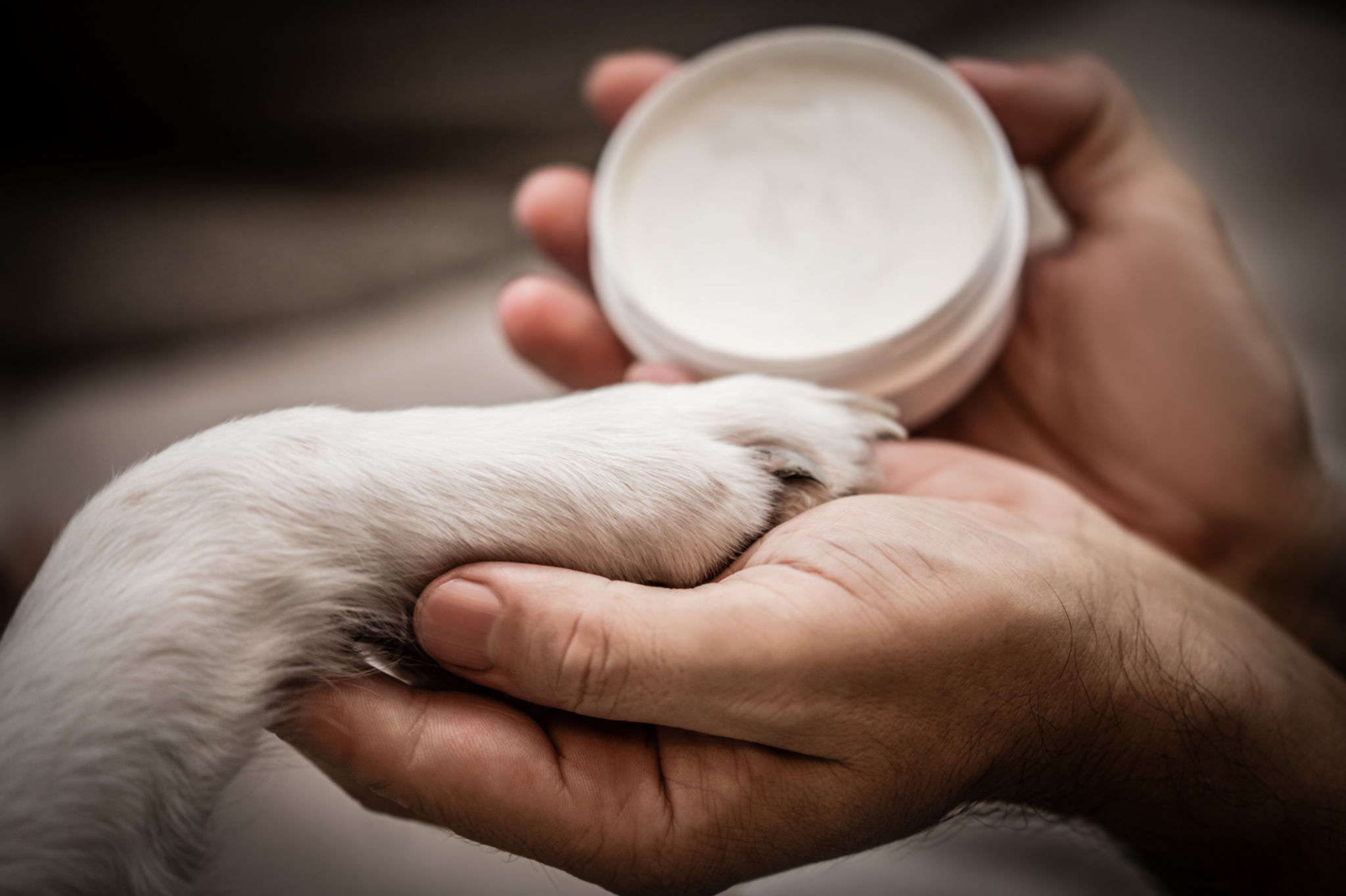pet paw care