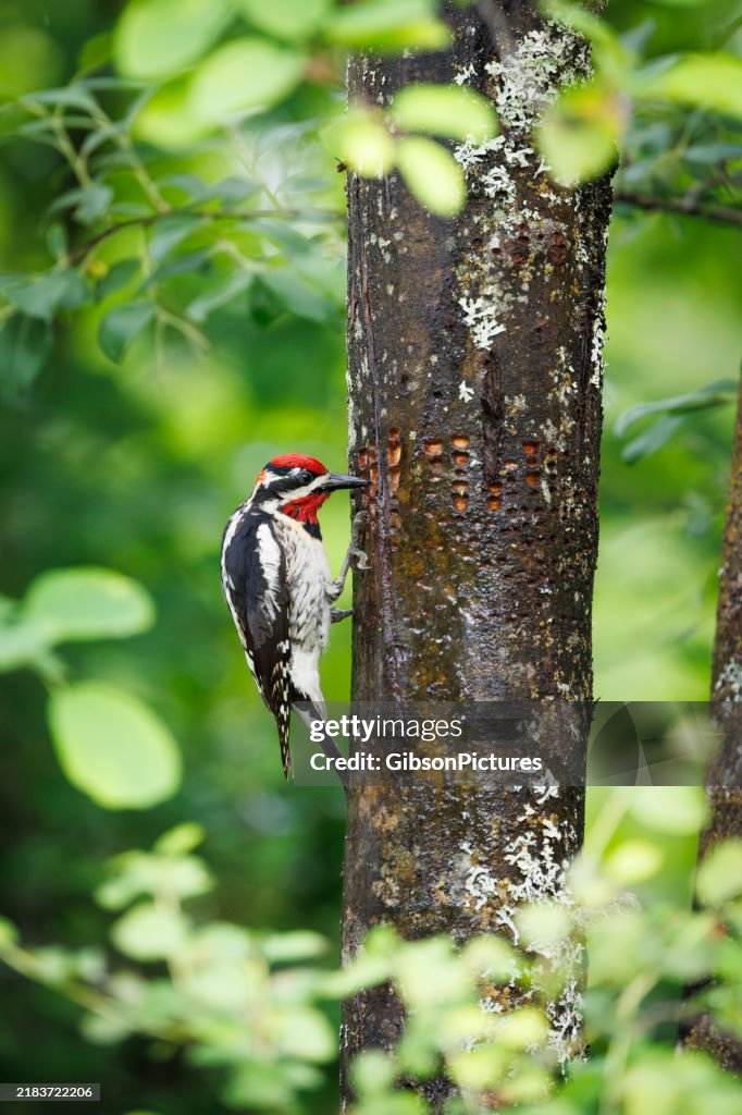 Red-naped Sapsucker