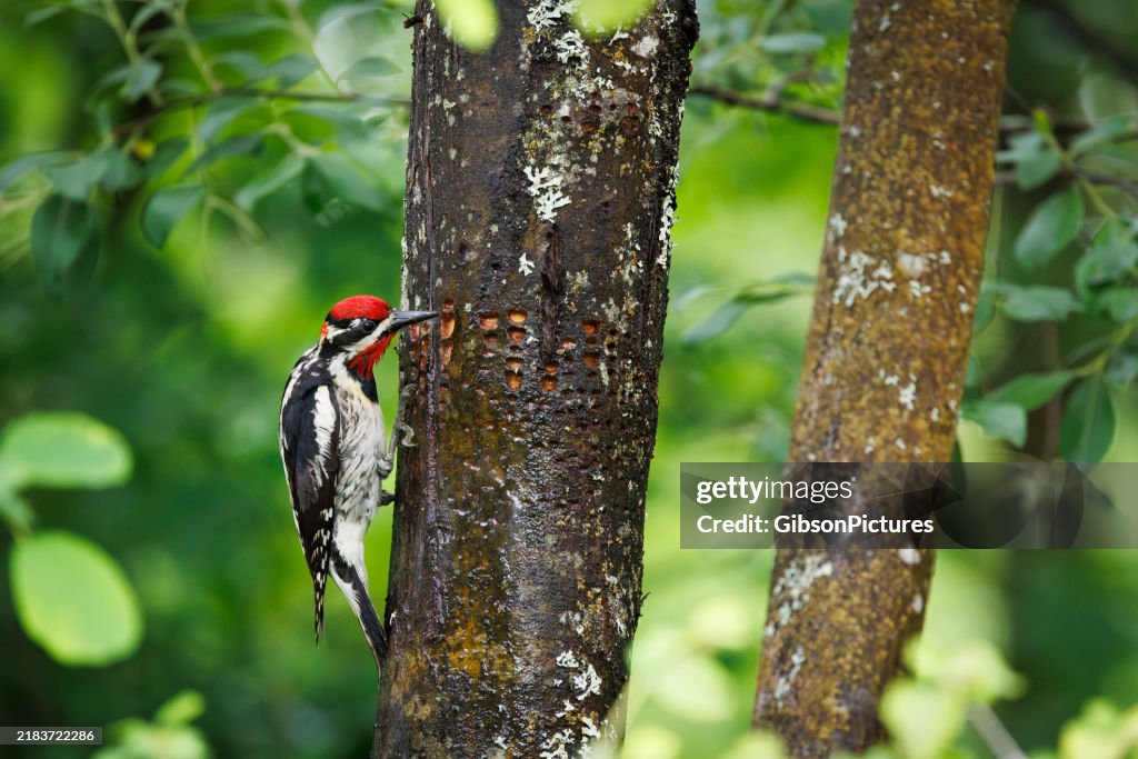 Red-naped Sapsucker