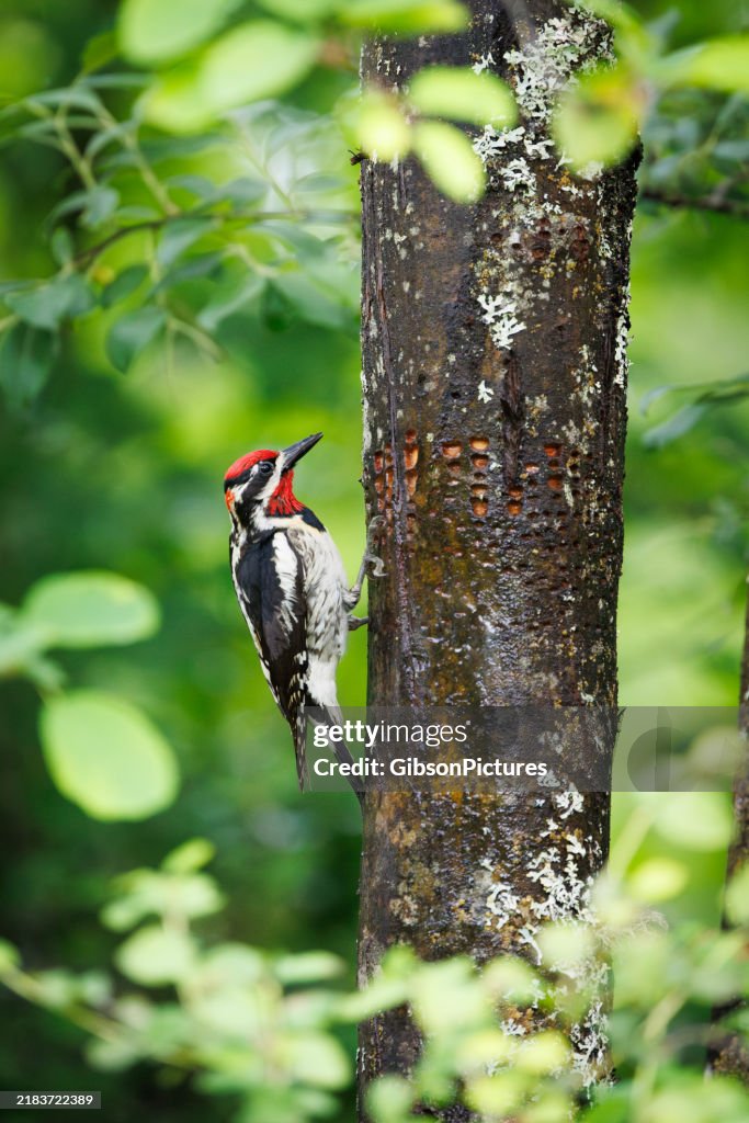 Red-naped Sapsucker