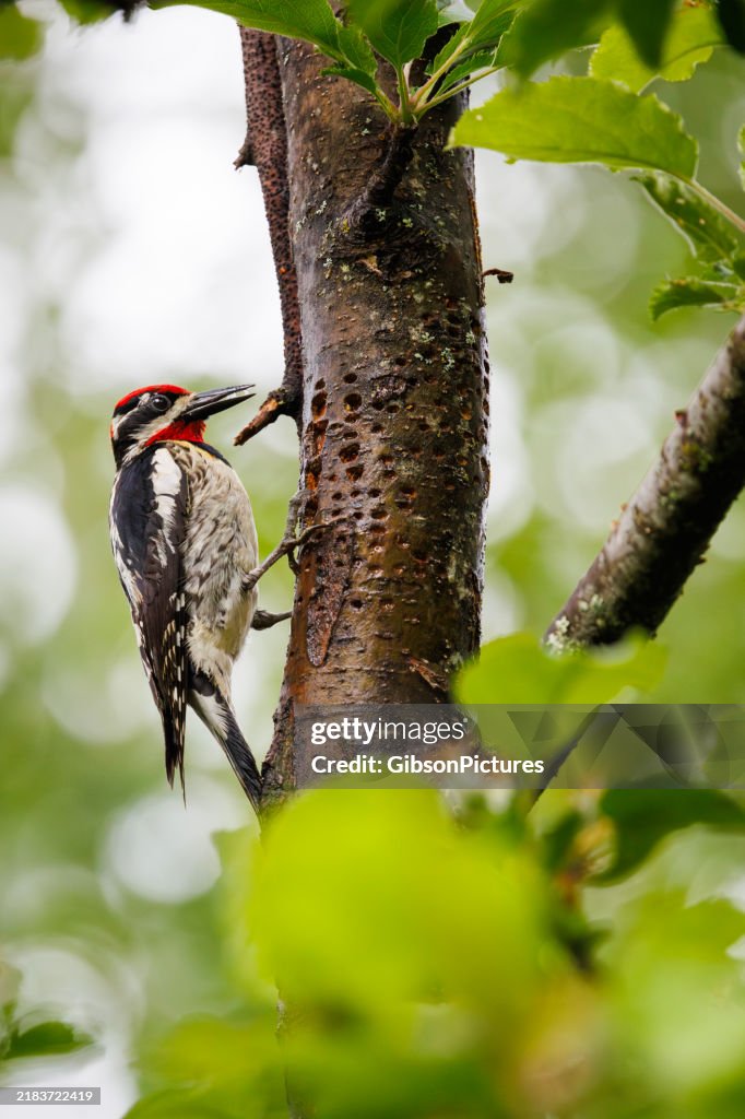 Red-naped Sapsucker