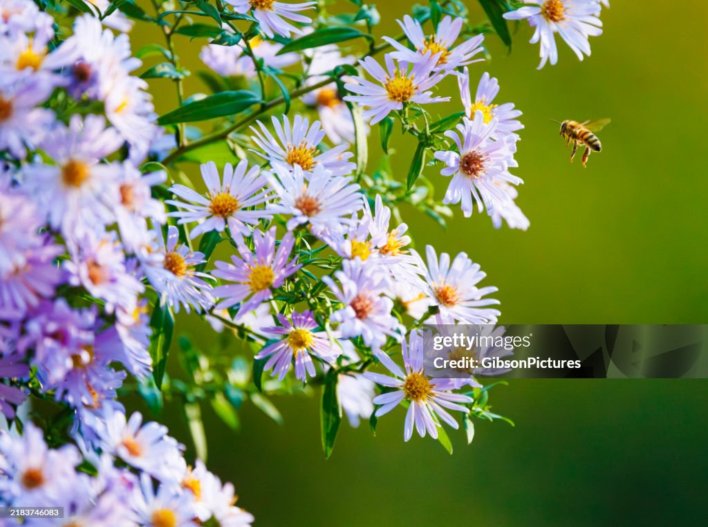 Busy Honey Bee