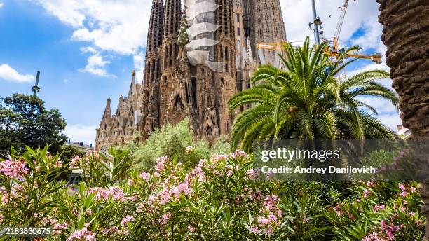 close-up of sagrada familia with palm tree and floral garden in foreground. - sagrada familia barcelona stock pictures, royalty-free photos & images