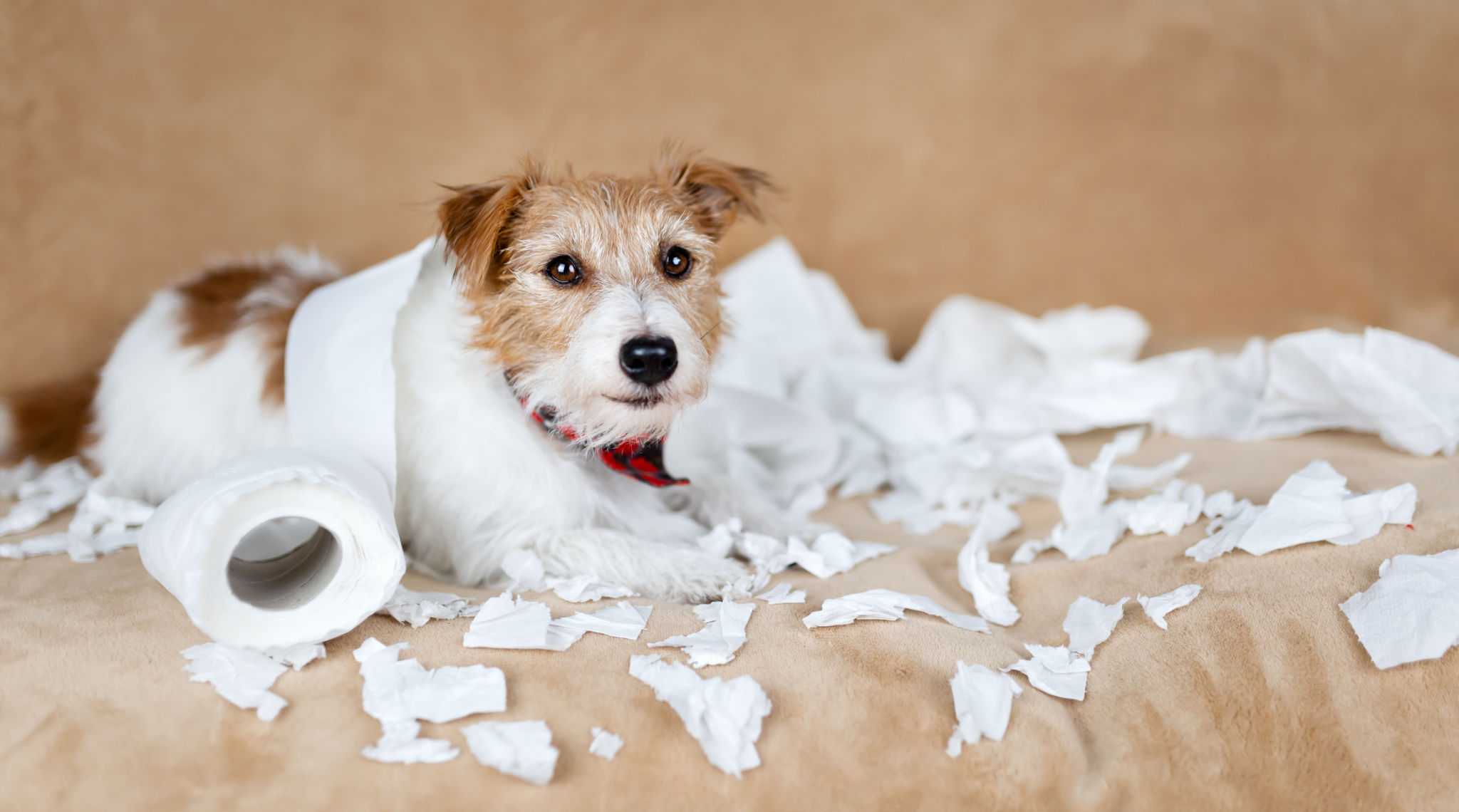 Disorganized financial paperwork concept with a dog and shredded documents—symbolizing the importance of nonprofit recordkeeping and compliance Disorganized financial paperwork concept with a dog and shredded documents—symbolizing the importance of nonprofit recordkeeping and compliance