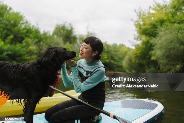 paddleboarding on the river with my dog - dog on a lake stock pictures, royalty-free photos & images