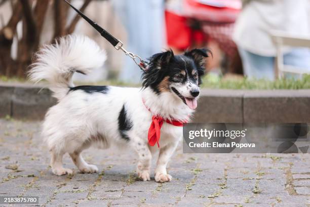 small mixed-breed dog wearing red bandana walking outdoors with pet leash - halsbekleidung stock-fotos und bilder