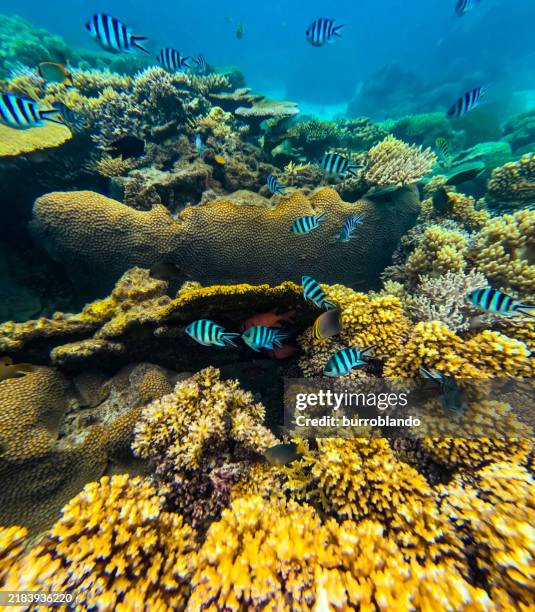 a collection of tropical fish such as blue green chromis, sergeant major damselfish, cleaner wrasse, sixbar wrasse & vagabond butterflyfish in a branch coral forest - bora bora stock pictures, royalty-free photos & images
