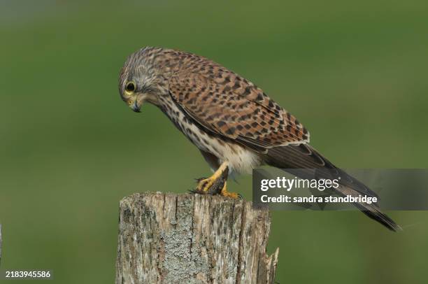 a hunting kestrel, falco tinnunculus, perching on a fence post in a meadow. it has just caught a frog and is eating it. - perching stock pictures, royalty-free photos & images