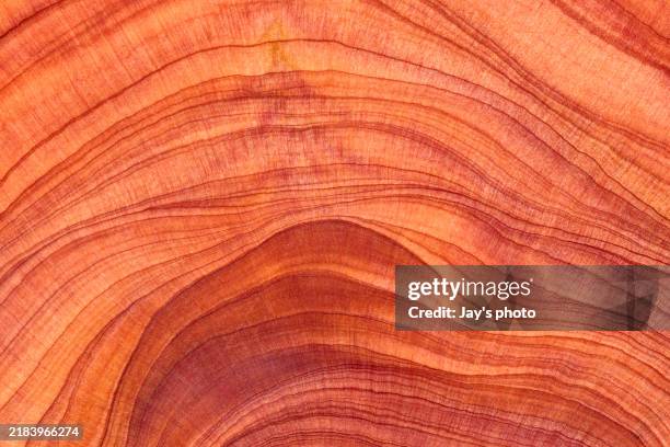 abstract hardwood - tree stump stock pictures, royalty-free photos & images