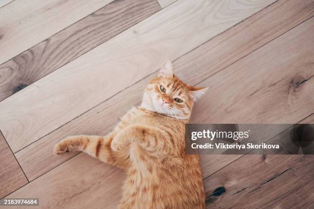 red cat basks in the sun lying on the floor. - cute sun stock pictures, royalty-free photos & images