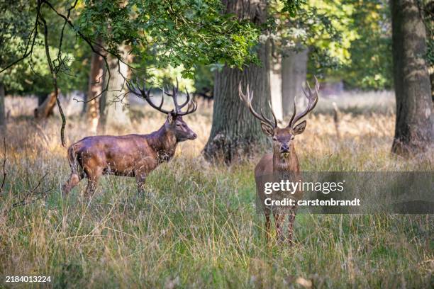 two young male red deer, cervus elaphus in an open forest - kronhjort bildbanksfoton och bilder