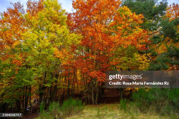 beech forest in autumn, morning atmosphere. - provincia de guadalajara fotografías e imágenes de stock