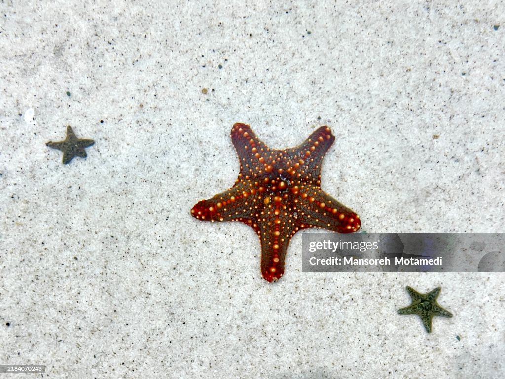 Starfish