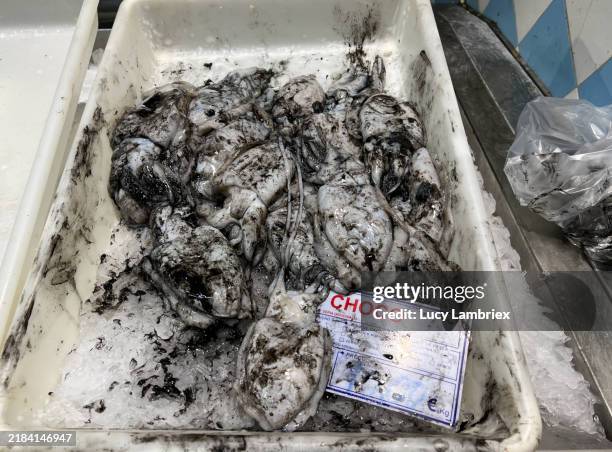 fresh squid at lisbon indoor market - laminiertes plastik stock-fotos und bilder