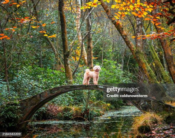 poodle dog standing on moon bridge in autumn forest - poodle stock pictures, royalty-free photos & images