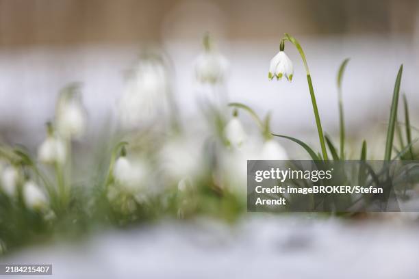 One Snowflake In Spring 1,871 First Day Of Spring 2021 Stock Photos, High-Res Pictures, and ...
