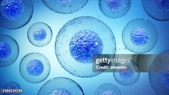 Close-up view of blue cellular structures floating in a bright blue background, illustrating cell biology under microscopic examination Close-up view of blue cellular structures floating in a bright blue background, illustrating cell biology under microscopic examination