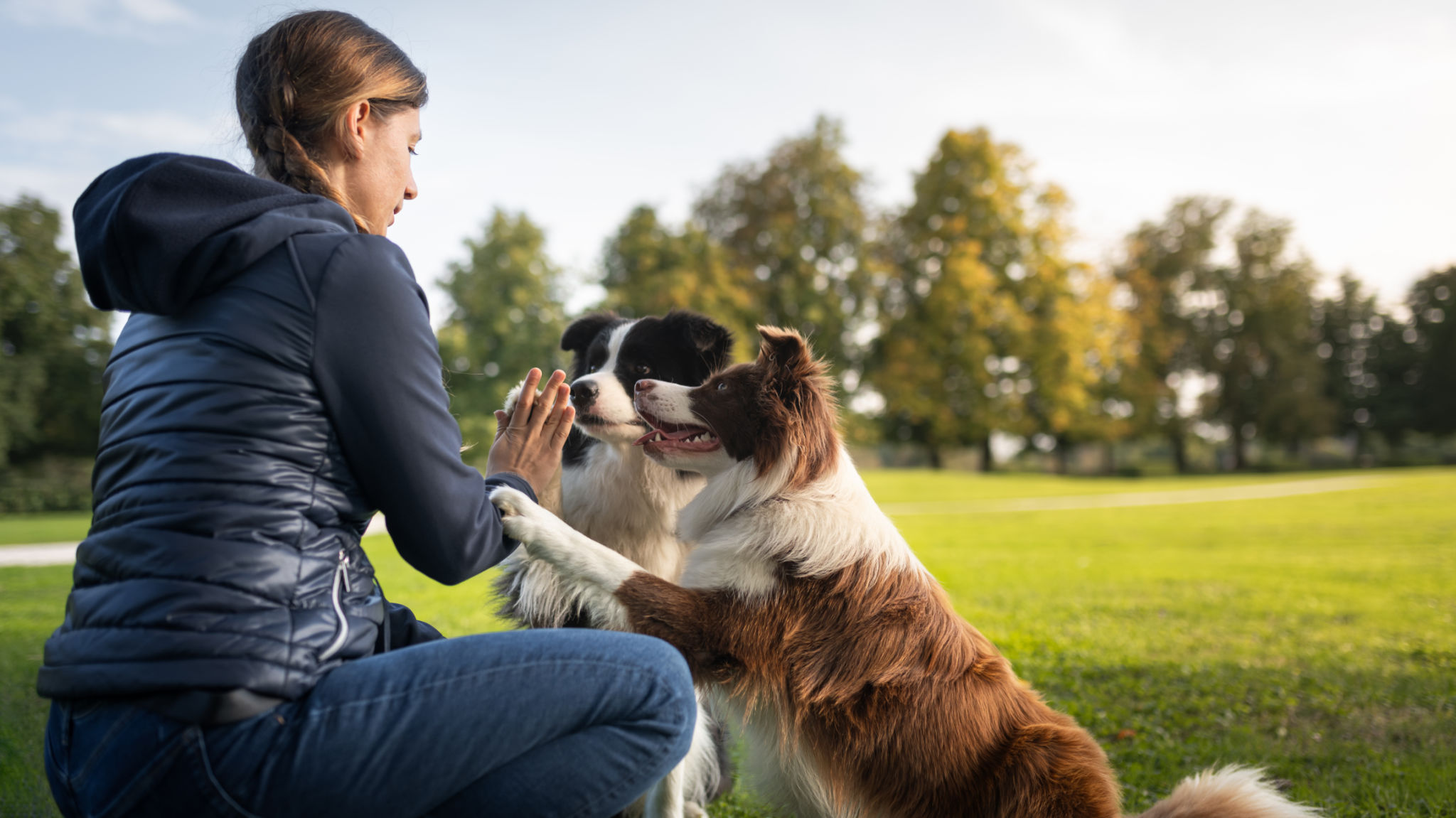 Border collie with owner training in a public park Border collie with owner training in a public park