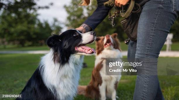 border collie con addestramento del proprietario in un parco pubblico - cane di razza foto e immagini stock