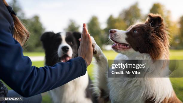 border collie con addestramento del proprietario in un parco pubblico - dressage foto e immagini stock