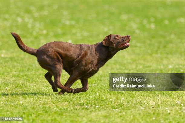 brown labrador jumping in the meadow - chocolate labrador stock pictures, royalty-free photos & images
