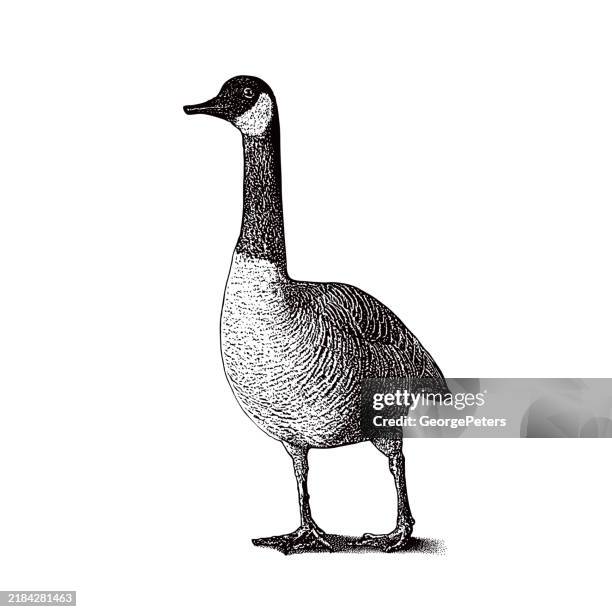 canada goose walking. cut out - pen and ink stock illustrations