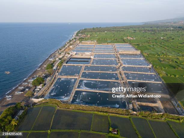 shrimp pond - aquaculture fish farm stock pictures, royalty-free photos & images
