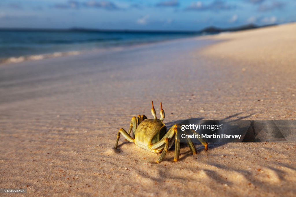 Green horn-eyed ghost crab running along the shoreline, waves breaking in the background