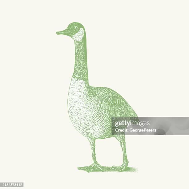 canada goose walking. cut out - scratchboard stock illustrations