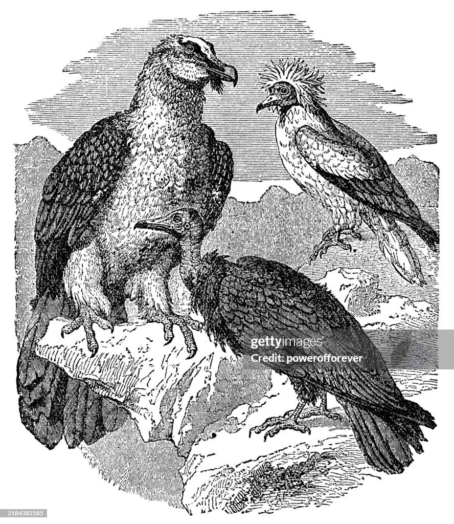 Old World Vultures; Bearded Vulture (Gypaetus Barbatus), Hooded Vulture (Necrosyrtes Monachus), and Egyptian Vulture (Neophron Percnopterus) Birds - 19th Century