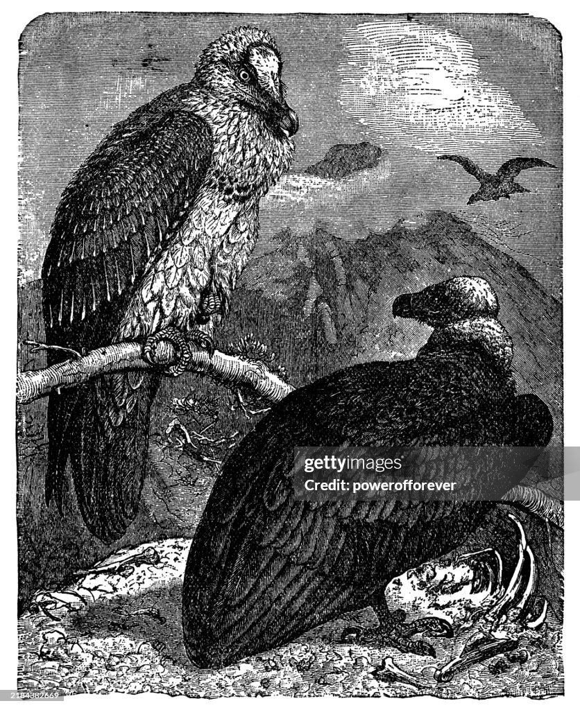 Bearded Vulture (Gypaetus Barbatus) and Eurasian Griffon Vulture (Gyps Fulvus) Birds - 19th Century