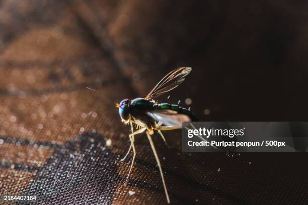 dolichopodidae long-legged flies live in the leaves - succhiare il sangue foto e immagini stock