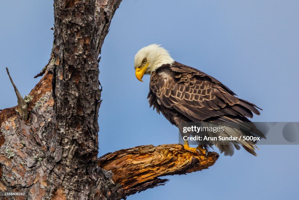 Low angle view of bald eagle perching on tree against clear sky,New York,United States,USA
