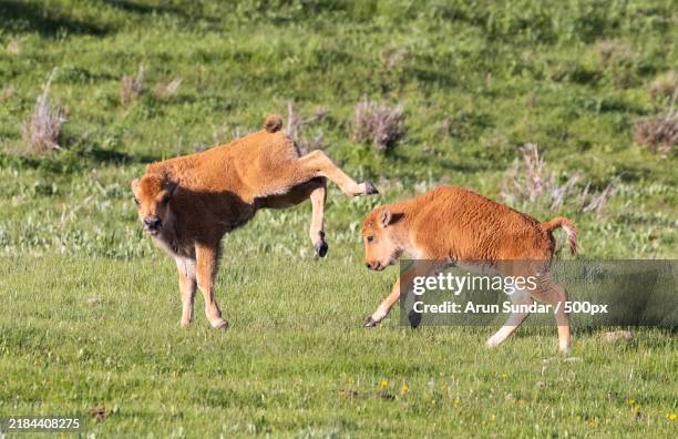 two lions running,yellowstone national park,wyoming,united states,usa - veau jeune animal photos et images de collection