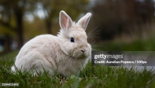 Fluffy Rampent Rabbit 5,757 Fluffy Rabbit Stock Photos, High-Res Pictures, and Images - Getty ...