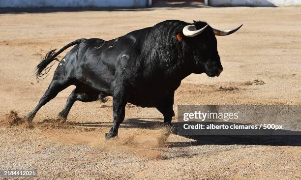 side view of cow standing on field - stier stock-fotos und bilder
