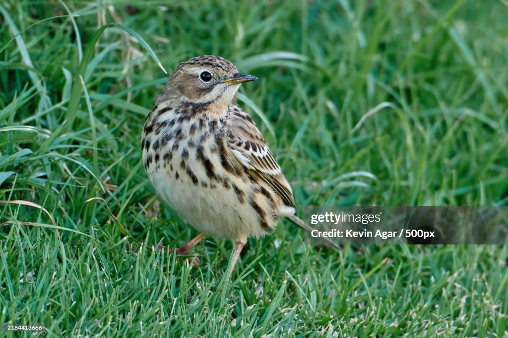 Close-up of songbird perching on grass